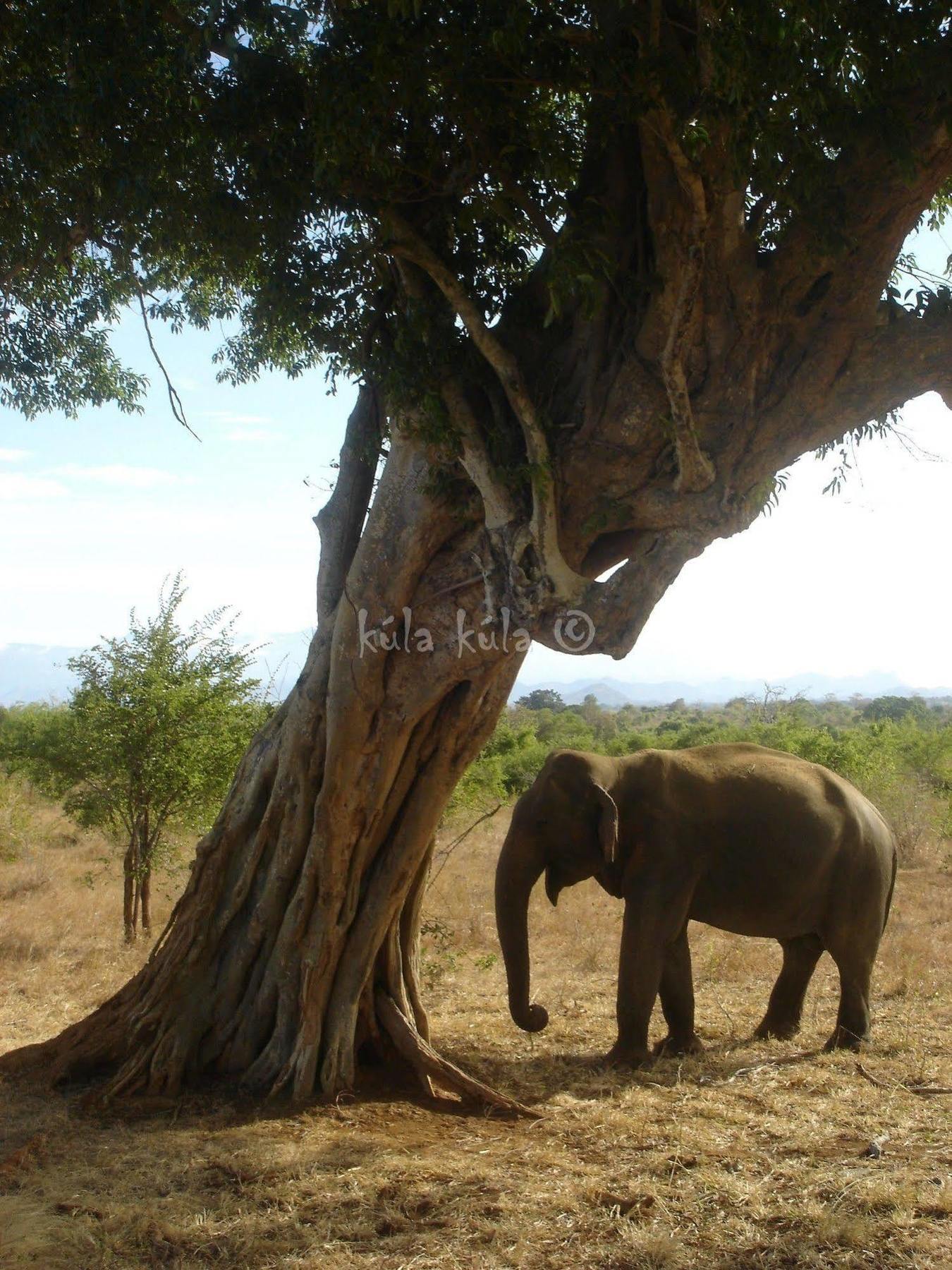 Kula Kula Luxury Camping Resort Удавалаве Экстерьер фото